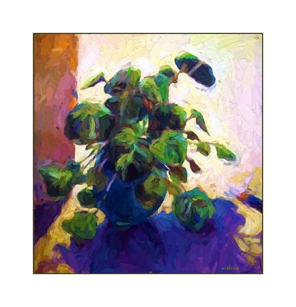 Begonia in Doorway 
