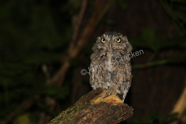 Screech Owl in the Wild!