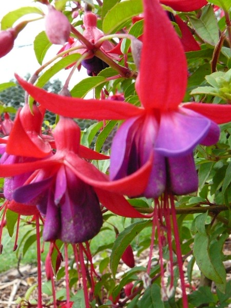 Fuschia
