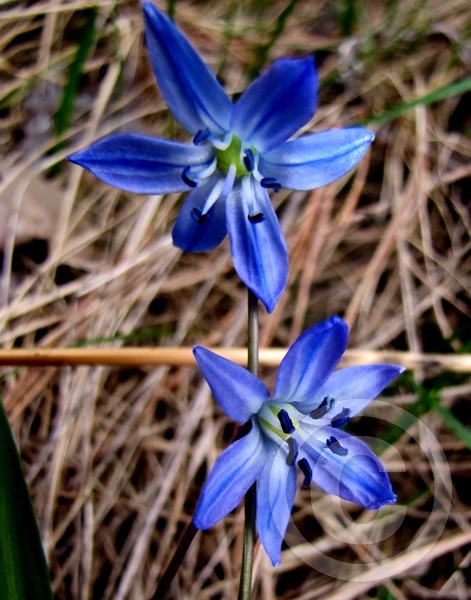 Wild hyacinth