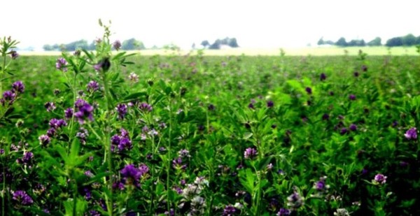 Purple Plain