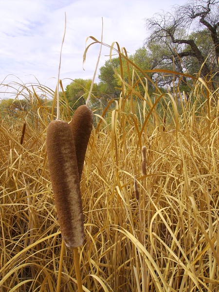 Autumn #2, Cat Tails, Carson River, 2008