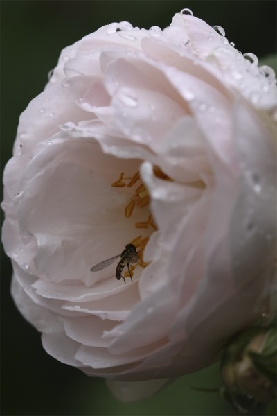 Jamie's Rose 2