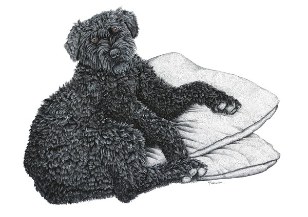Cocotte - Belgian Sheepdog