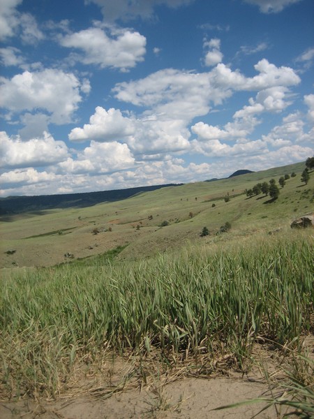 Meadows