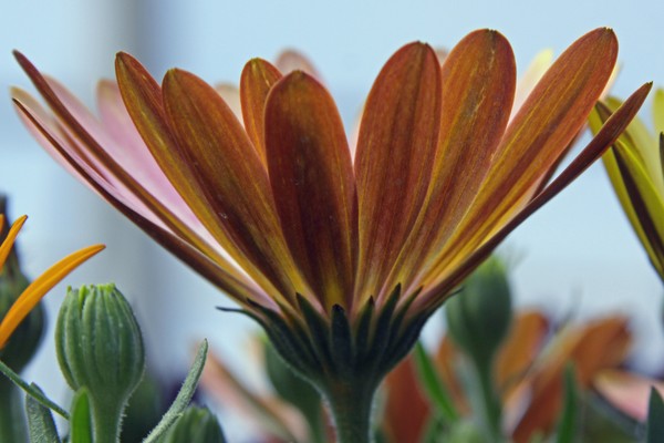 Daisies