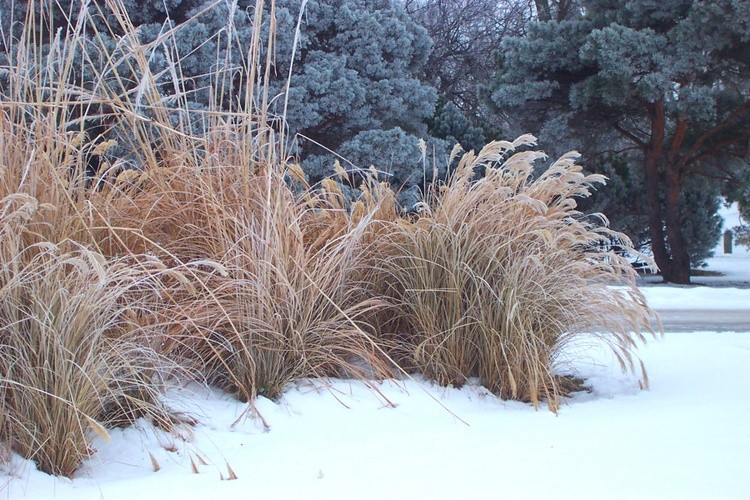 Hoar Frost 7