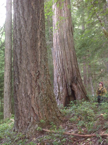 A Real Tree