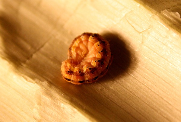 catapillar