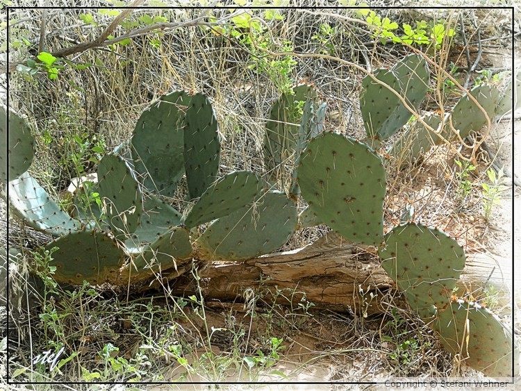 prickly