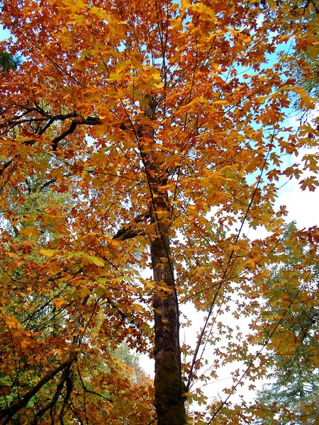 Larwood Wayside Series ~ # 12
