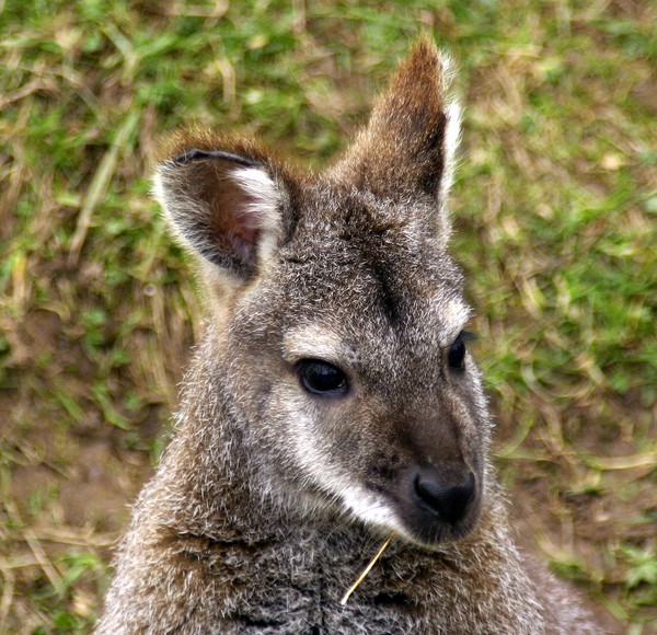 Wallaby