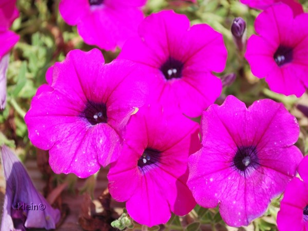 petunias