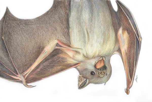 Bat