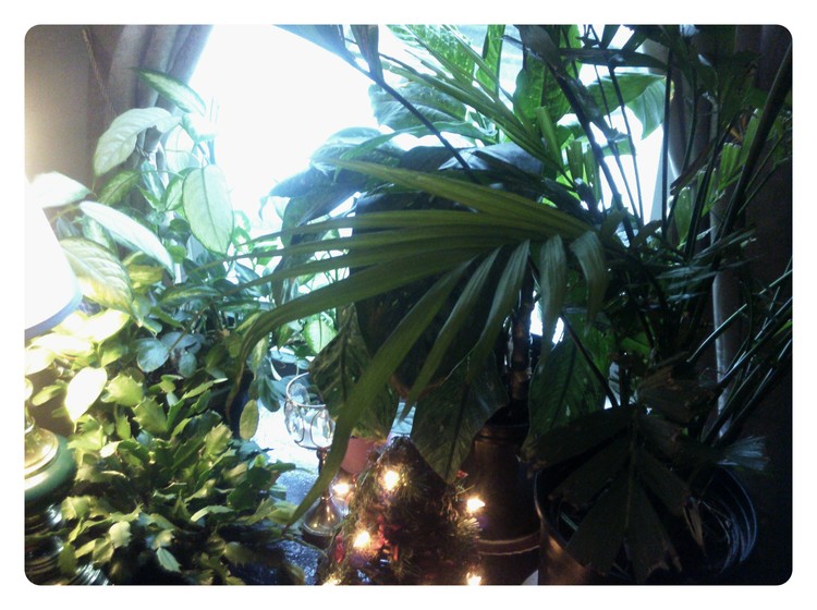 indoor plantings