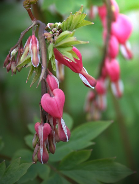 Bleeding Heart