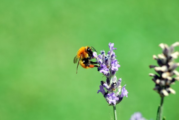 Nikon_07182009_4168