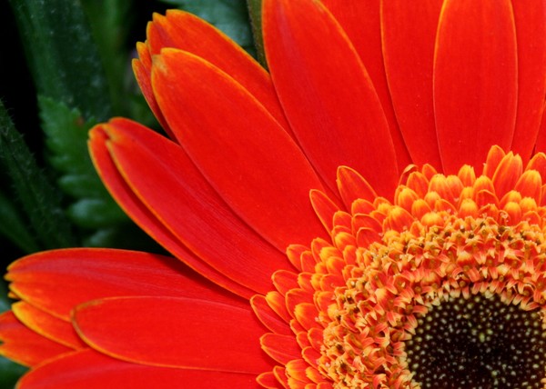 Gerbera Daisy in Brilliant Orange