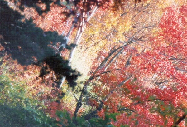 Autumn in Arlington