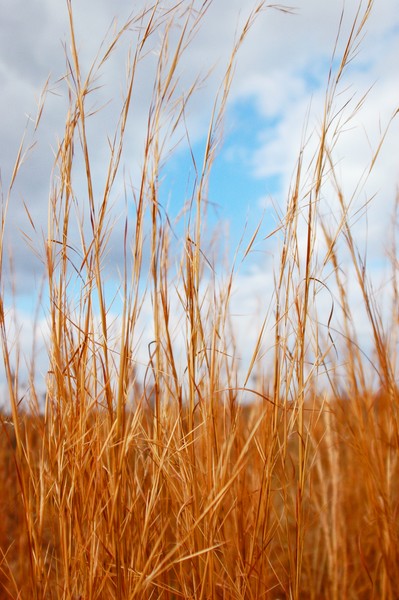 Wheat Fields