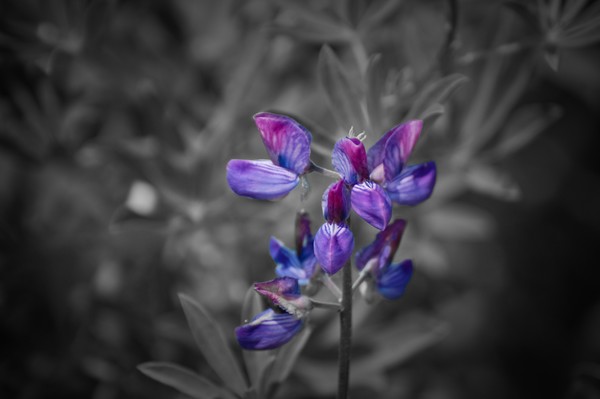 Monkshood