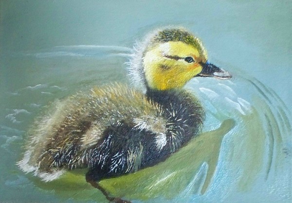 Swimming Duck II