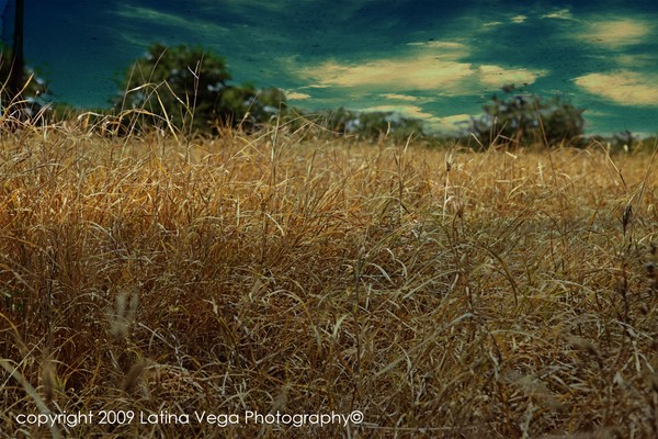 Field