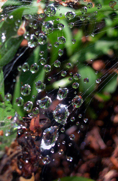  Beaded Web