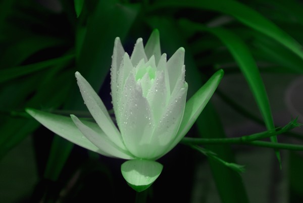 LILLY IN THE LIME LIGHT