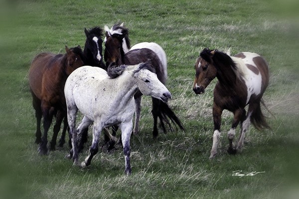 The Raindance