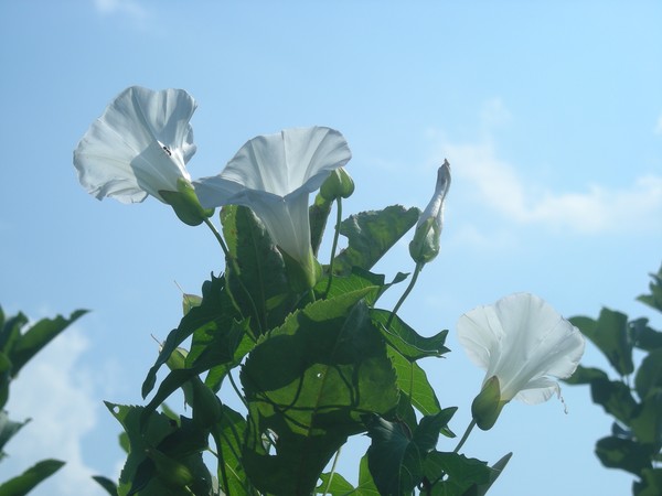 wild morning glories