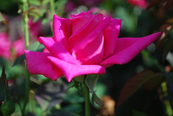 Pink Beauty
