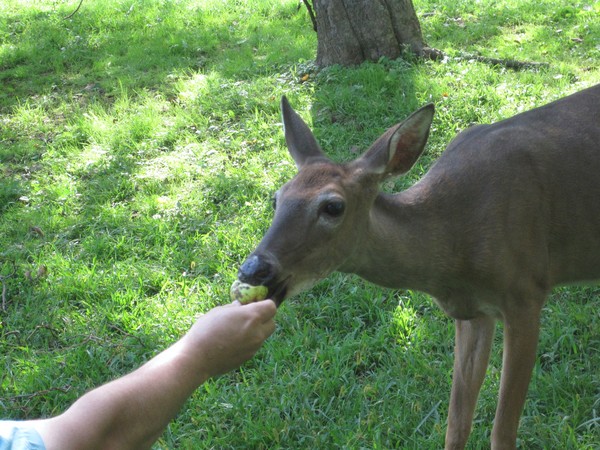 Hungry deer