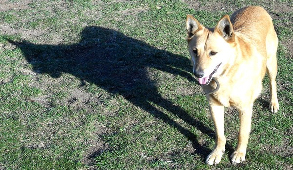 Dog and her Shadow