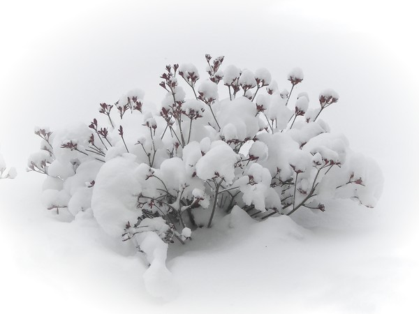 snow beautiful