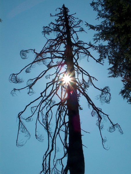 Lightree