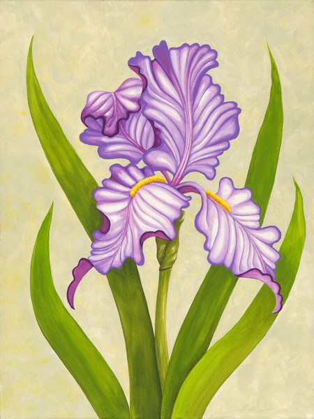 Purple Iris