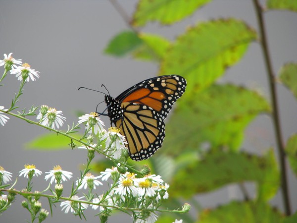 MONARCH DANCE