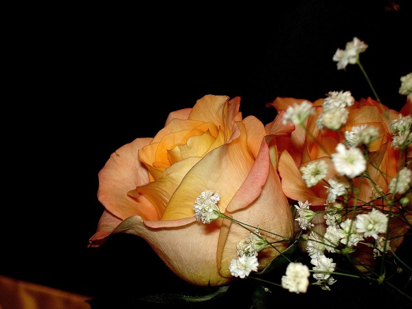 Beautiful Birthday Roses 1/2