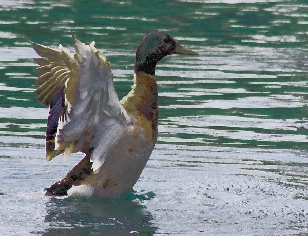 Taking Flight 2