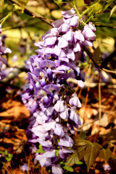 Purple Flower