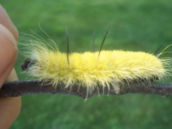 Bad hair day
