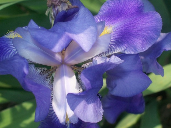 Purple Iris