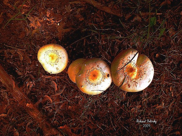 wild mushrooms outside restaruant