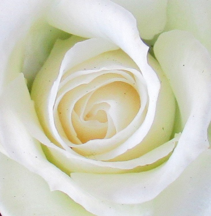 WHITE BEAUTY