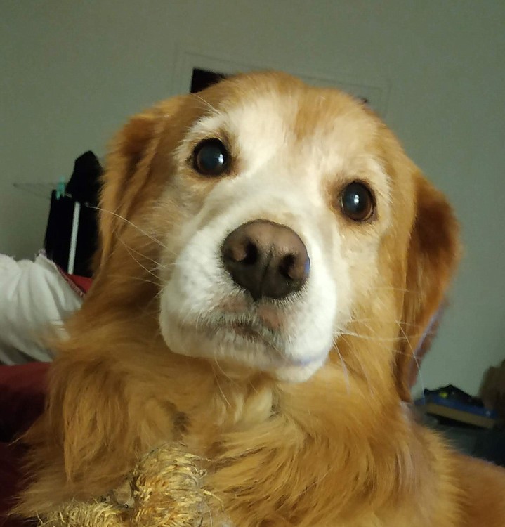 MY FAVORITE DOG