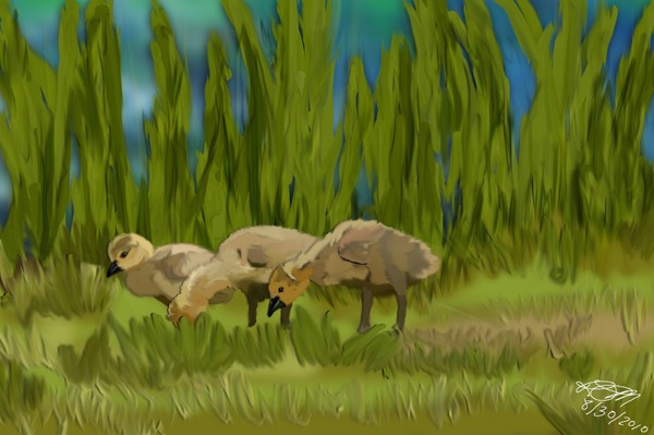Baby Ducks