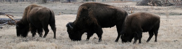Buffalo