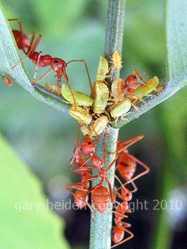 weaver ants attending planthopper farm