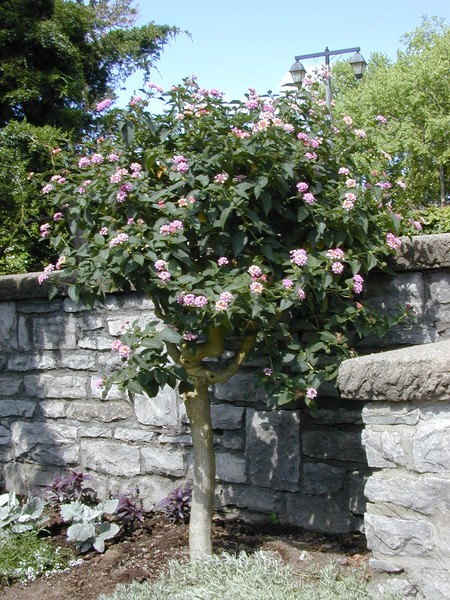 The Old Lace Cap Tree